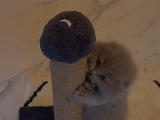 Scottish Fold Yavru 2 Aylık