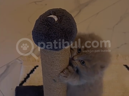 Scottish Fold Yavru 2 Aylık görsel