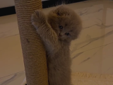 Scottish Fold Yavru 2 Aylık