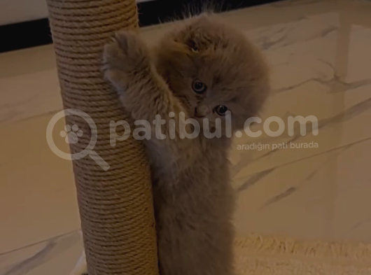 Scottish Fold Yavru 2 Aylık görsel