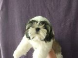 Excellent Shih Tzu Yavrularimiz