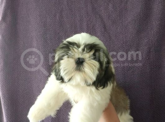 Excellent Shih Tzu Yavrularimiz görsel