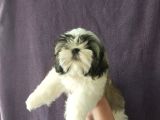 Excellent Shih Tzu Yavrularimiz