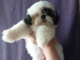 Excellent Shih Tzu Yavrularimiz