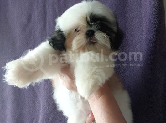 Excellent Shih Tzu Yavrularimiz görsel