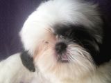 Excellent Shih Tzu Yavrularimiz