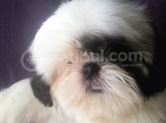 Excellent Shih Tzu Yavrularimiz görsel