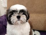 EXCELLENT SHIH TZU YAVRULARIMIZ