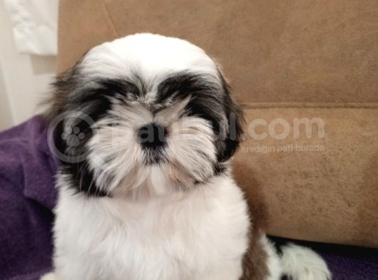 Excellent Shih Tzu Yavrularimiz