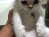 Masmavi gozleri silver point yavrular