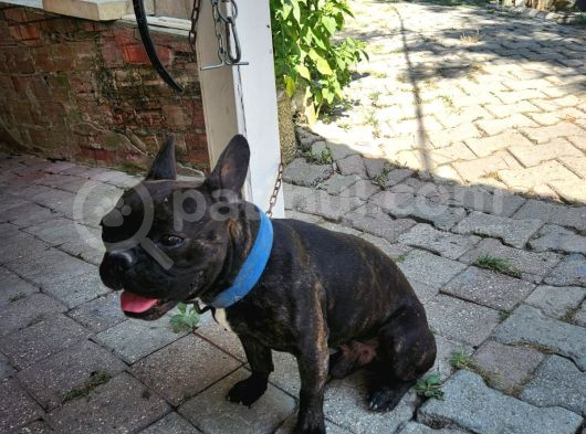 Genç Erkek Fransız Buldog görsel