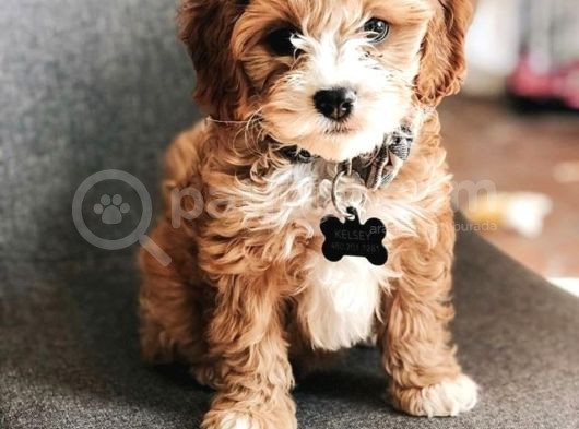 Kahve Tonlu Mini Boy Puppy Sevimli Yavrular Malti̇po Ci̇nsi̇ 