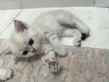 Masmavi Gozleri Silver Point Yavrular