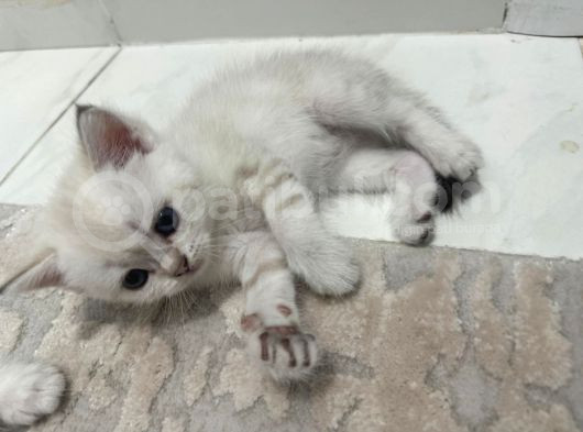 Masmavi Gozleri Silver Point Yavrular görsel