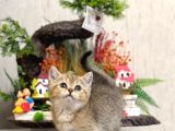 Ev Ortaminda Büyümüş Bri̇ti̇sh Shorthai̇r Güzelli̇ği̇m