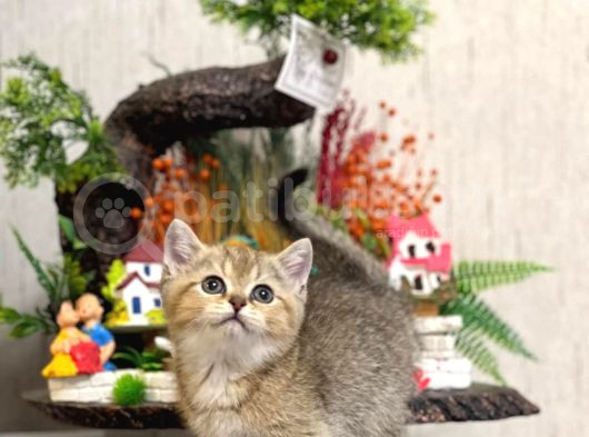 Ev Ortaminda Büyümüş Bri̇ti̇sh Shorthai̇r Güzelli̇ği̇m görsel