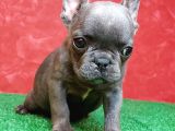 Muhteşem Güzellikte French Bulldog Blue Erkek Yavrumuz