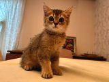 Orjinal Harika Golden Ve Silver British Shorthair Yavrular