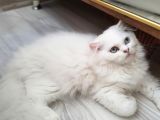 Saf Kan Orjinal Yavrular