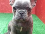 Muhteşem Güzellikte French Bulldog Blue Erkek Yavrumuz