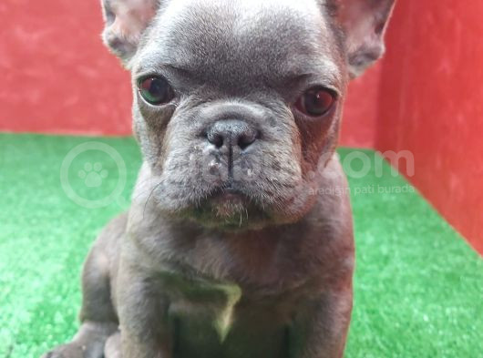 Muhteşem Güzellikte French Bulldog Blue Erkek Yavrumuz görsel