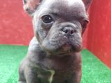Muhteşem Güzellikte French Bulldog Blue Erkek Yavrumuz