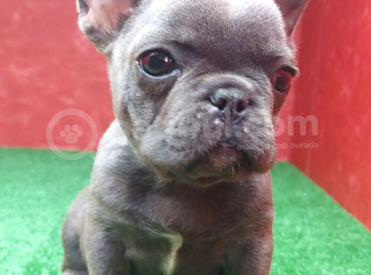 Muhteşem Güzellikte French Bulldog Blue Erkek Yavrumuz görsel