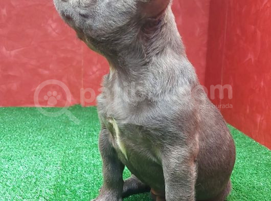 Muhteşem Güzellikte French Bulldog Blue Erkek Yavrumuz görsel