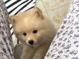 Yavru köpek ŞANSS