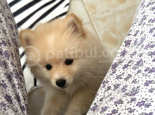 Yavru Köpek Şanss