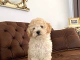 Kahve tonlu mini boy puppy sevimli yavrular MALTİPO CİNSİ 