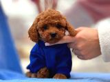 Red braw kıpkırmızı ev üretimi TOOY POODLE 