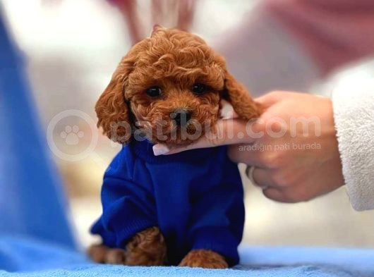 Red Braw Kıpkırmızı Ev Üretimi Tooy Poodle 