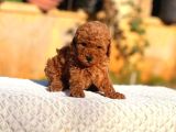 Red Braw Kıpkırmızı Ev Üretimi Tooy Poodle 