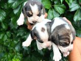 Safkan anne ve babadan beagle yavruları