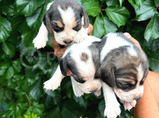 Safkan Anne Ve Babadan Beagle Yavruları