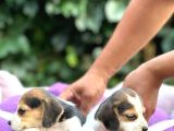Safkan anne ve babadan beagle yavruları 