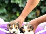 Safkan Anne Ve Babadan Beagle Yavruları 