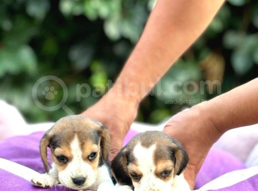 Safkan Anne Ve Babadan Beagle Yavruları  görsel