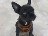 French Buldog 2 Aylik Di̇şi̇