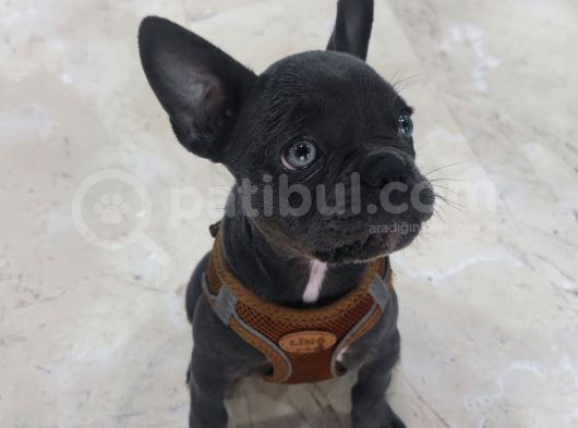 French Buldog 2 Aylik Di̇şi̇ görsel