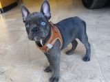 French Buldog 2 Aylik Di̇şi̇
