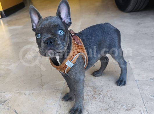 French Buldog 2 Aylik Di̇şi̇ görsel