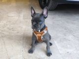 French Buldog 2 Aylik Di̇şi̇