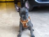 French Buldog 2 Aylik Di̇şi̇