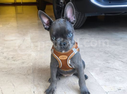 French Buldog 2 Aylik Di̇şi̇ görsel