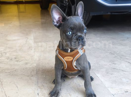 French Buldog 2 Aylik Di̇şi̇