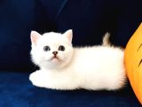 MÜKEMMEL GÜZELLİKTE BRİTİSH SHORT HAIR YAVRULAR