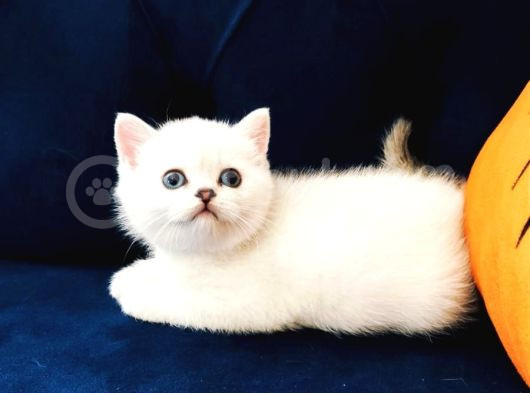 Mükemmel Güzelli̇kte Bri̇ti̇sh Short Hair Yavrular