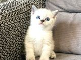Mükemmel Güzelli̇kte Bri̇ti̇sh Short Hair Yavrular